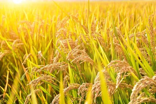 富硒大米成熟季节(大米季节成熟富硒含量多少)-硒宝网