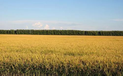 辽宁柳河富硒大米（辽宁富硒大米地区排名）-硒宝网