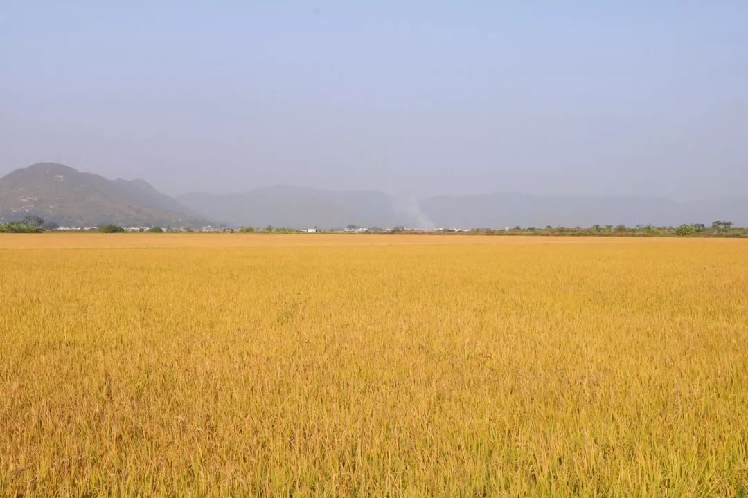辽宁柳河富硒大米（辽宁富硒大米地区排名）-硒宝网