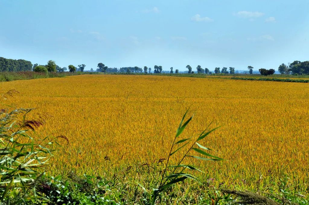 辽宁柳河富硒大米（辽宁富硒大米地区排名）-硒宝网