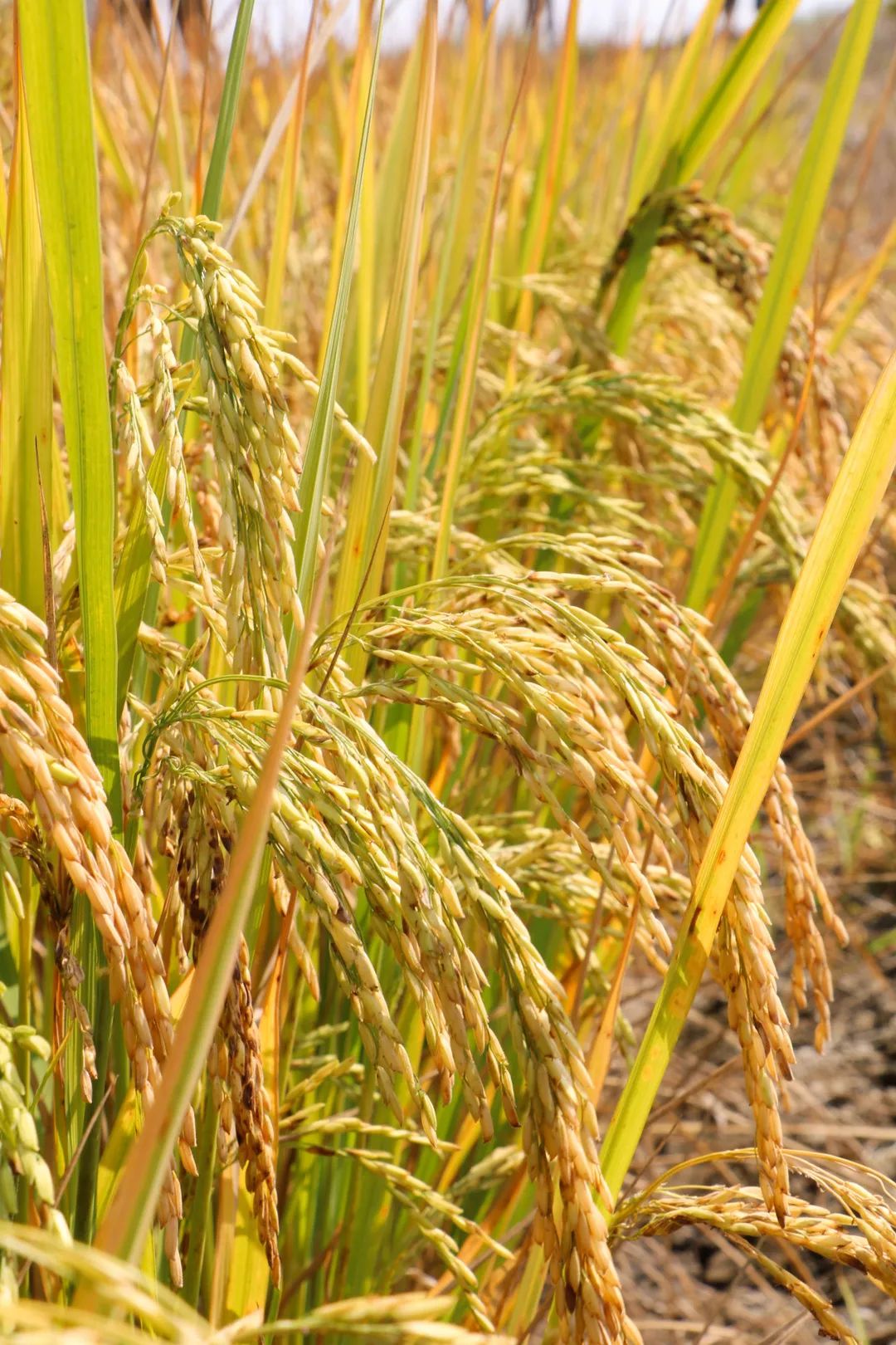 辽宁柳河富硒大米（辽宁富硒大米地区排名）-硒宝网