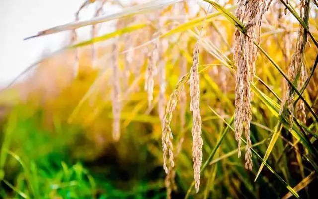 辽宁柳河富硒大米（辽宁富硒大米地区排名）-硒宝网