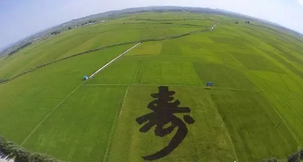 辽宁柳河富硒大米（辽宁富硒大米地区排名）-硒宝网