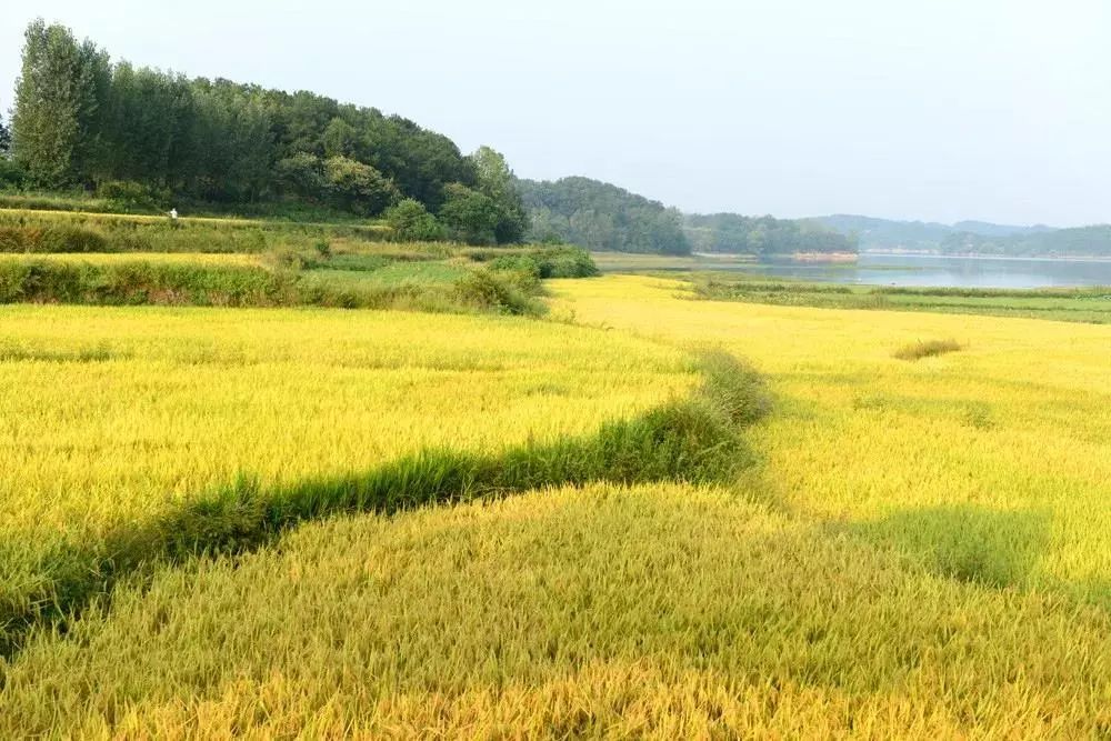 辽宁柳河富硒大米（辽宁富硒大米地区排名）-硒宝网