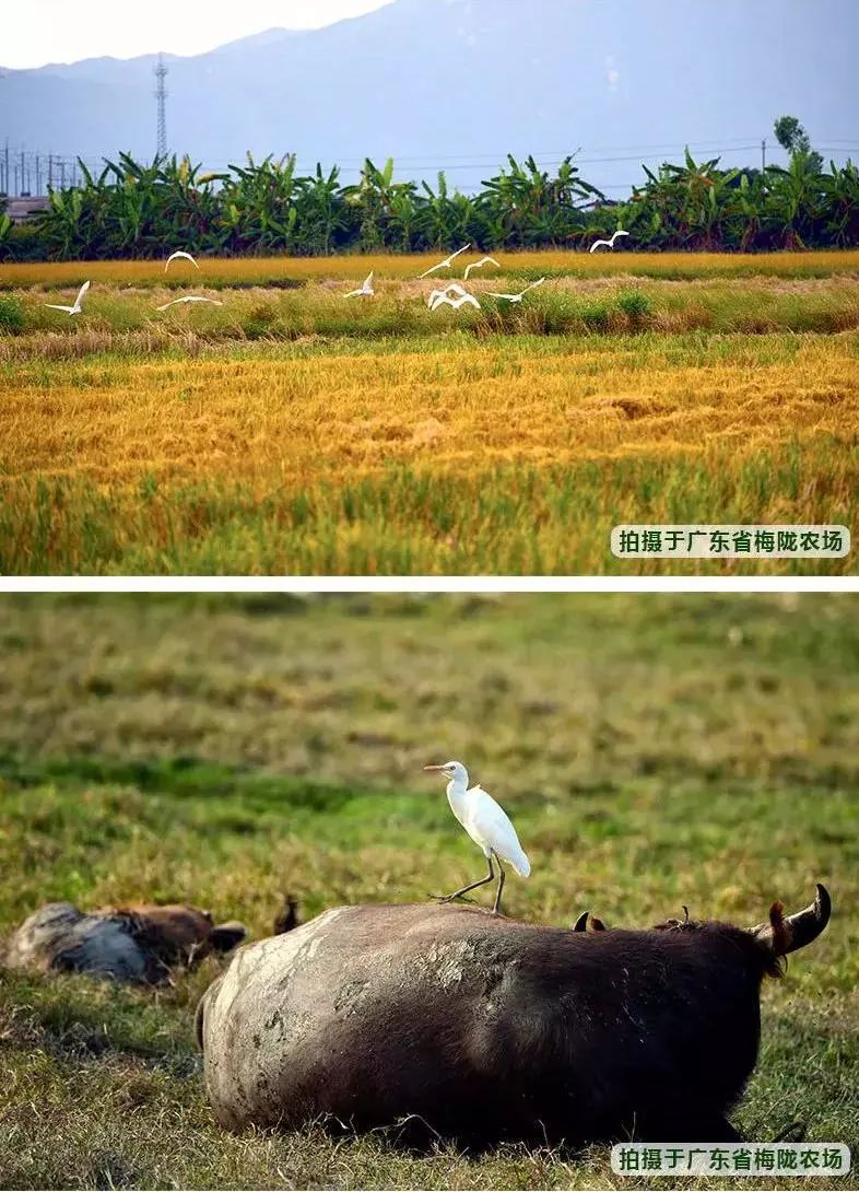 辽宁柳河富硒大米（辽宁富硒大米地区排名）-硒宝网