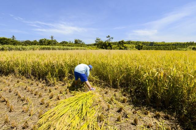 宝清富硒大米宣传(富硒大米的广告词)-硒宝网