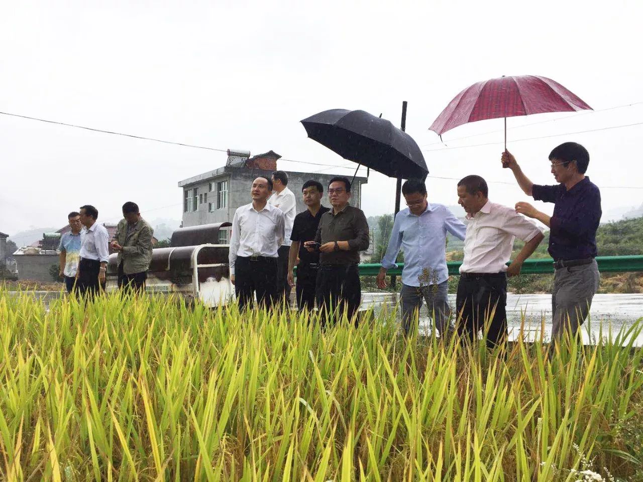 崇左有机富硒大米(富硒大米生产技术)-硒宝网