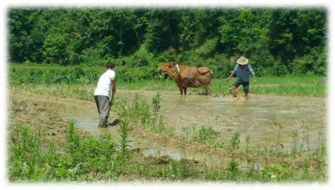 崇左有机富硒大米(富硒大米生产技术)-硒宝网