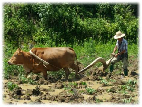 崇左有机富硒大米(富硒大米生产技术)-硒宝网