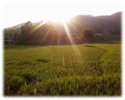 崇左有机富硒大米(富硒大米生产技术)-硒宝网