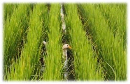 崇左有机富硒大米(富硒大米生产技术)-硒宝网