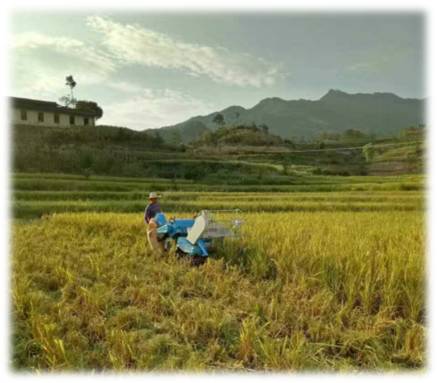 崇左有机富硒大米(富硒大米生产技术)-硒宝网