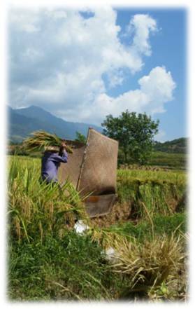 崇左有机富硒大米(富硒大米生产技术)-硒宝网