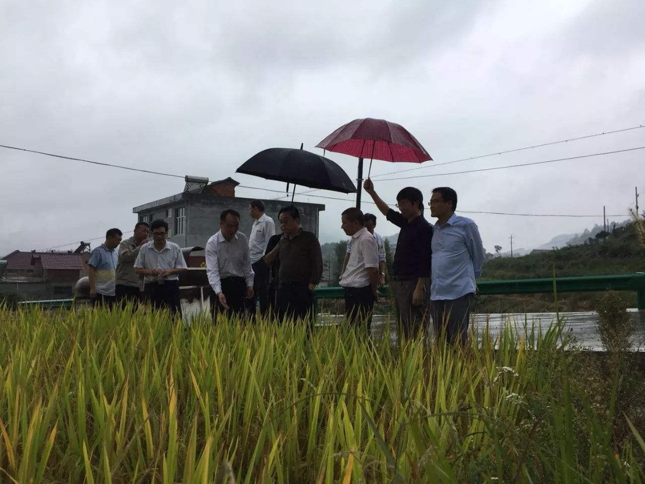 崇左有机富硒大米(富硒大米生产技术)-硒宝网