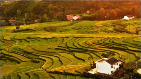 崇左有机富硒大米(富硒大米生产技术)-硒宝网