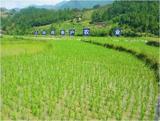 崇左有机富硒大米(富硒大米生产技术)-硒宝网