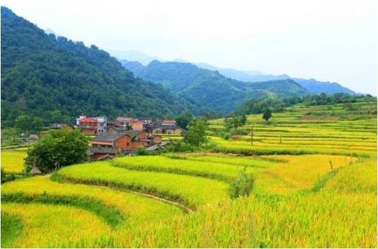 崇左有机富硒大米(富硒大米生产技术)-硒宝网