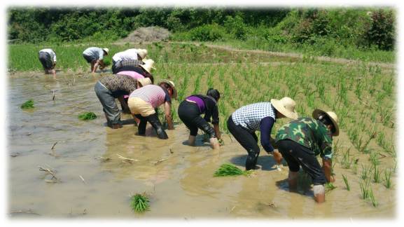 崇左有机富硒大米(富硒大米生产技术)-硒宝网