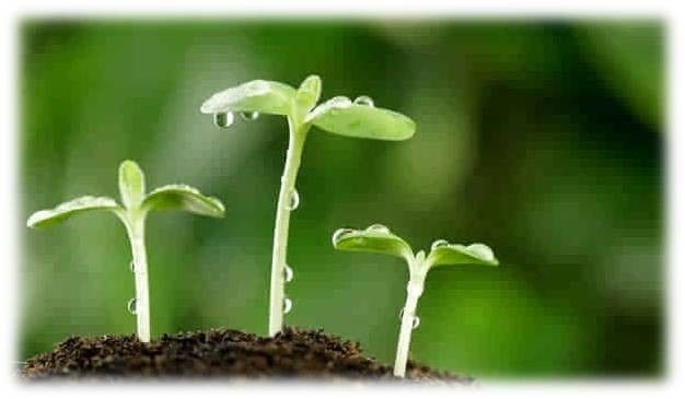 崇左有机富硒大米(富硒大米生产技术)-硒宝网