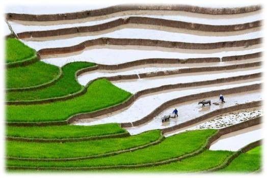 崇左有机富硒大米(富硒大米生产技术)-硒宝网