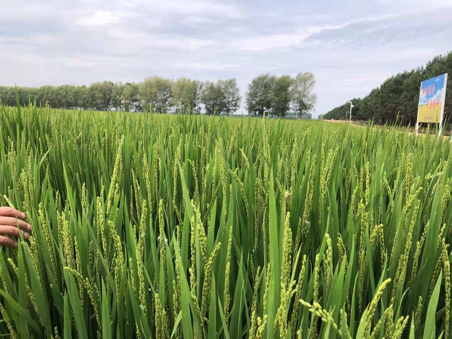 山东泗阳富硒大米（大米山东富硒泗阳有卖吗）-硒宝网