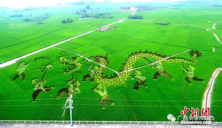 广西钦州富硒大米（广西富硒大米价格）-硒宝网