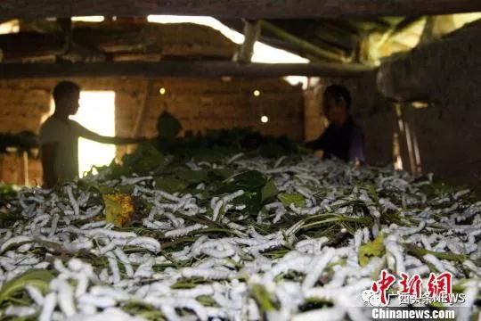 广西钦州富硒大米（广西富硒大米价格）-硒宝网