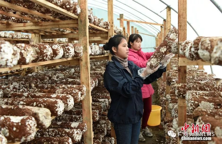 广西钦州富硒大米（广西富硒大米价格）-硒宝网