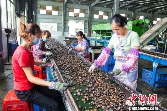 广西钦州富硒大米（广西富硒大米价格）-硒宝网