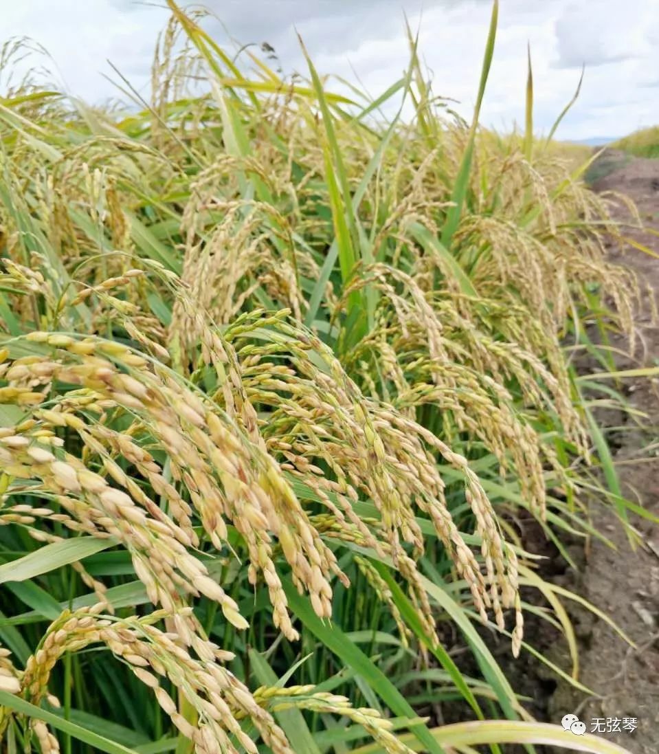 东北富硒大米产地(大米产地东北富硒含量)-硒宝网