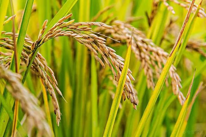 富硒大米香味特点（大米香味特点富硒含量高吗）-硒宝网