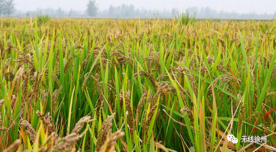 安康黄山富硒大米(安康大米怎么样)-硒宝网