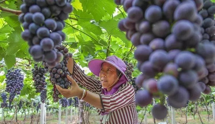 安康黄山富硒大米(安康大米怎么样)-硒宝网