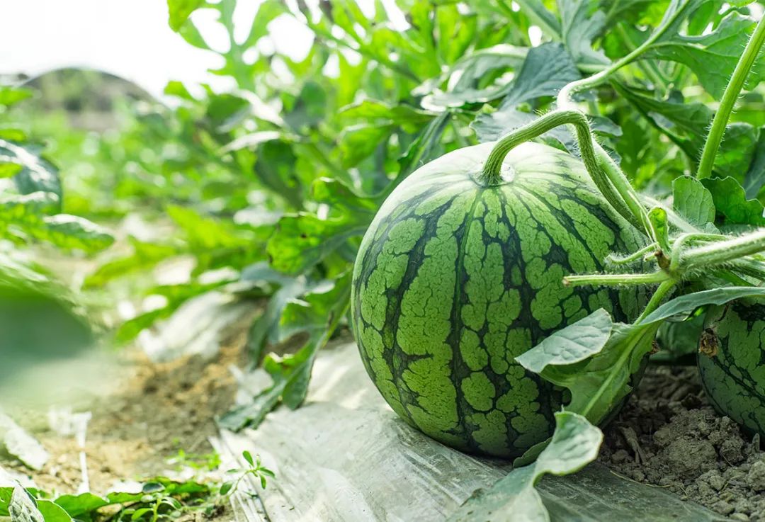 安康黄山富硒大米(安康大米怎么样)-硒宝网