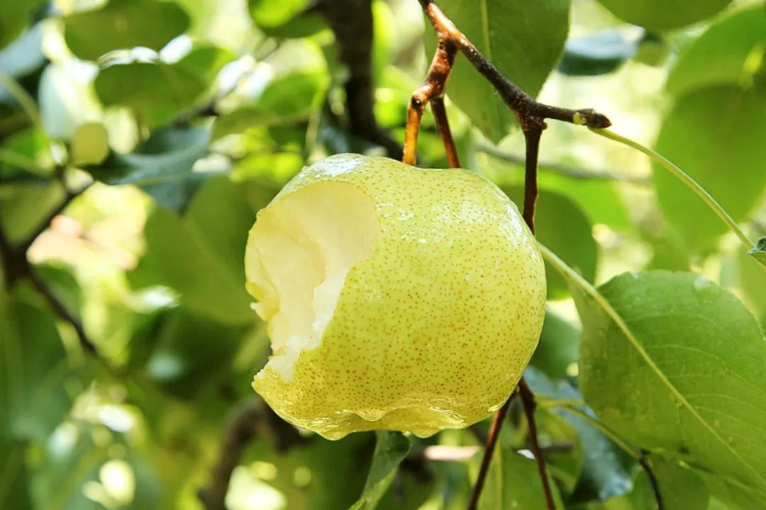 安康黄山富硒大米(安康大米怎么样)-硒宝网