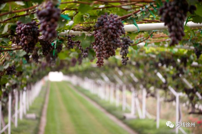 安康黄山富硒大米(安康大米怎么样)-硒宝网