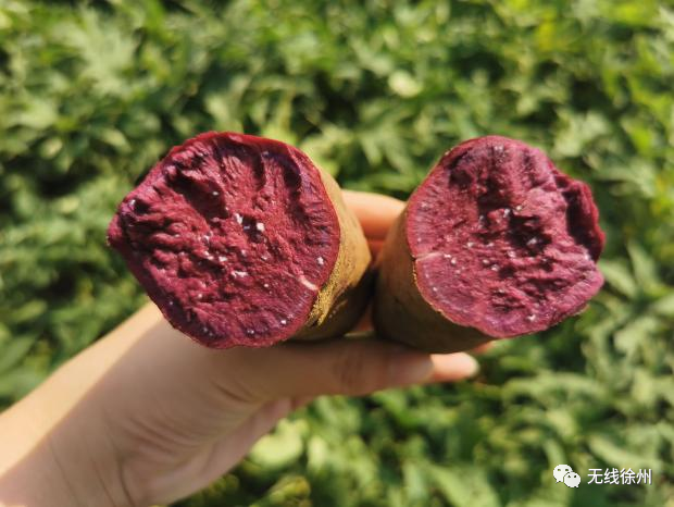 安康黄山富硒大米(安康大米怎么样)-硒宝网