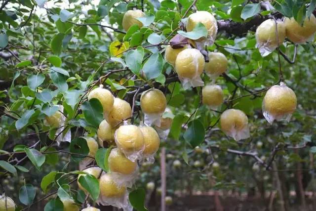 安康黄山富硒大米(安康大米怎么样)-硒宝网