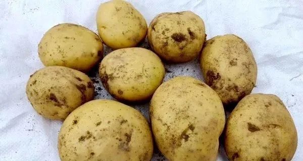 安康黄山富硒大米(安康大米怎么样)-硒宝网