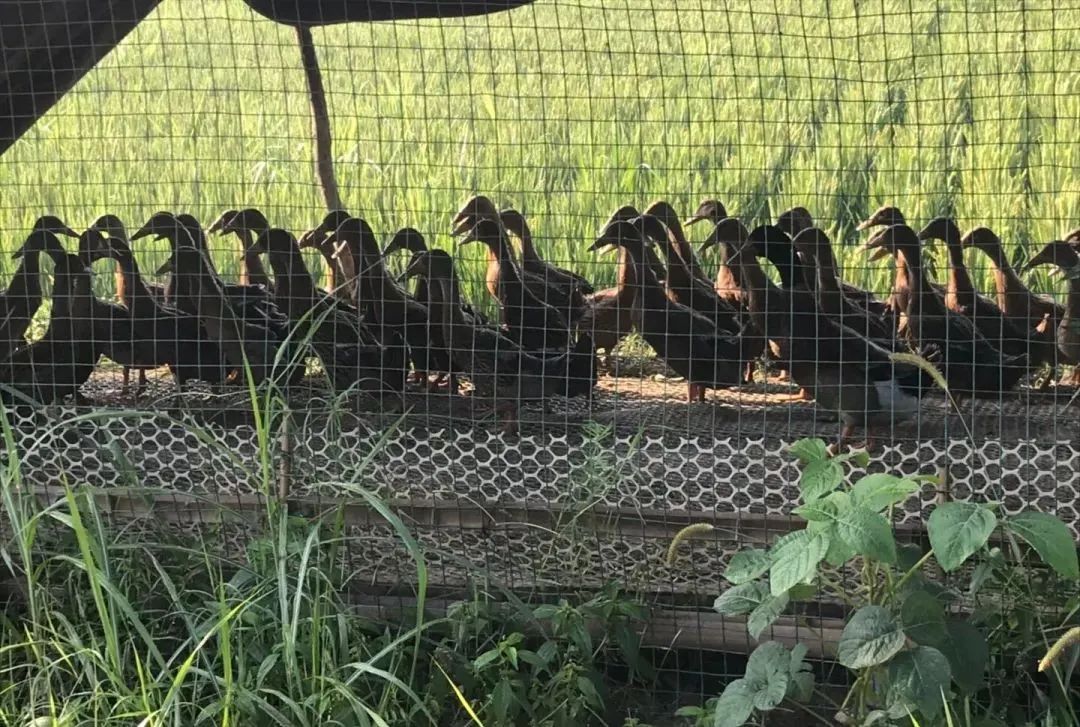 安康黄山富硒大米(安康大米怎么样)-硒宝网