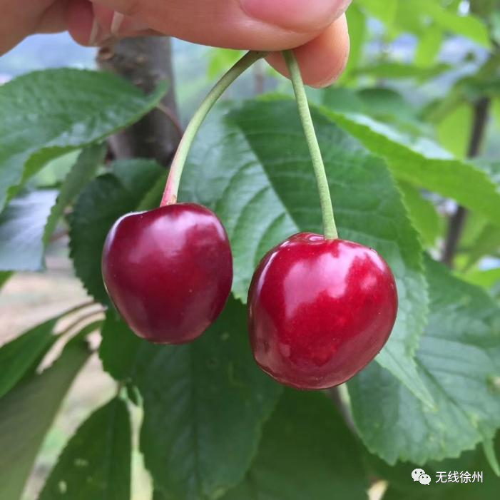 安康黄山富硒大米(安康大米怎么样)-硒宝网