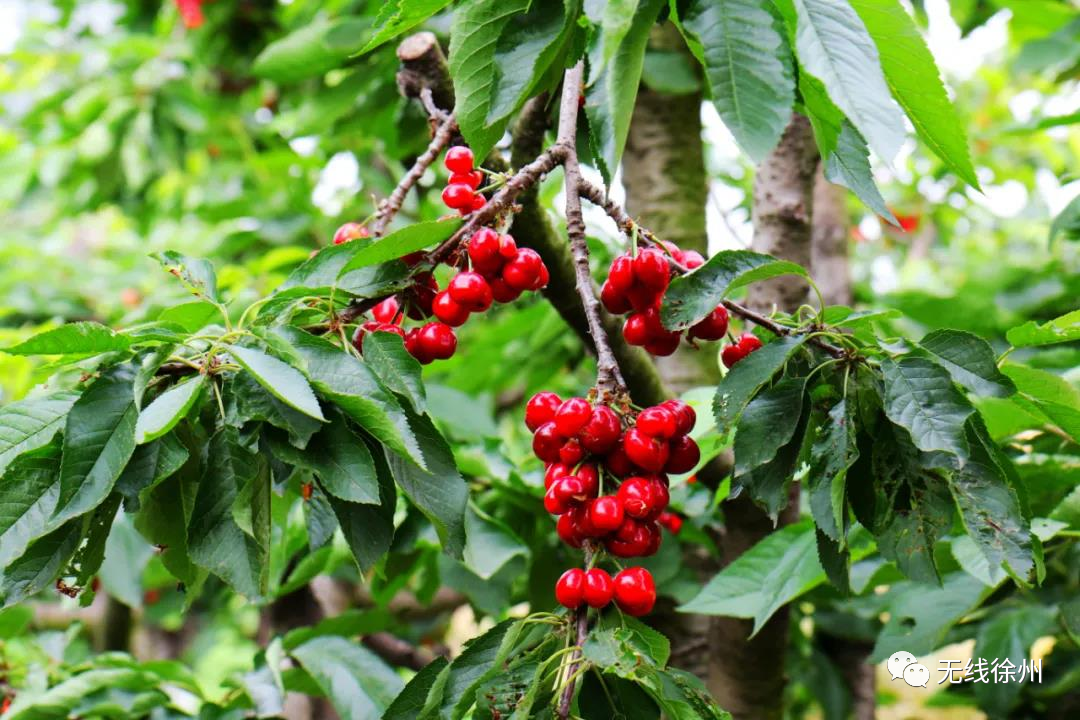 安康黄山富硒大米(安康大米怎么样)-硒宝网