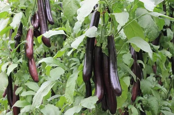 安康黄山富硒大米(安康大米怎么样)-硒宝网