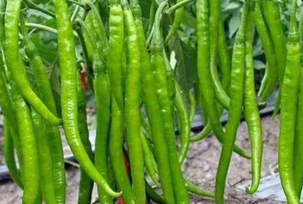 安康黄山富硒大米(安康大米怎么样)-硒宝网