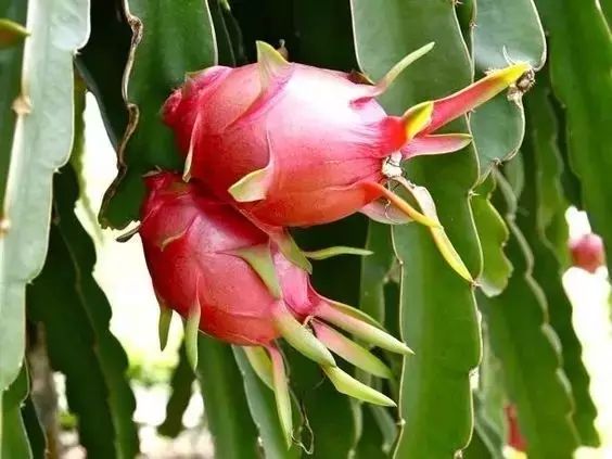 安康黄山富硒大米(安康大米怎么样)-硒宝网