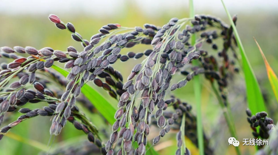 安康黄山富硒大米(安康大米怎么样)-硒宝网