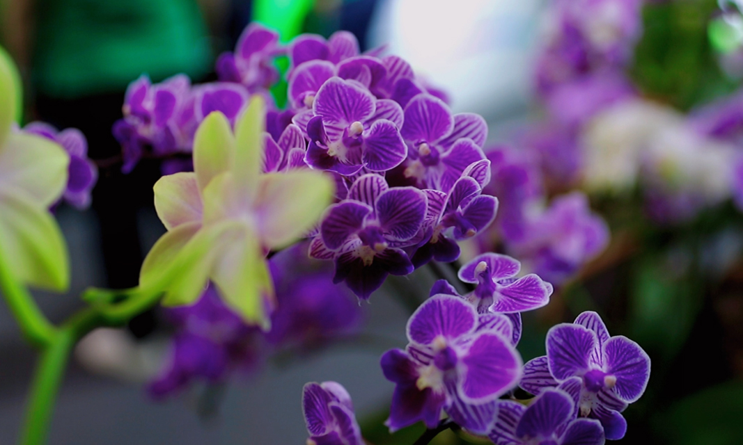 东北富硒大米推荐(黑龙江的富硒大米如何)-硒宝网