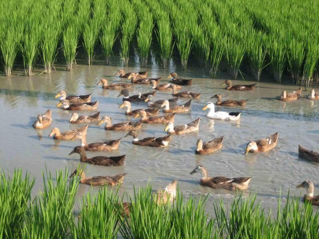 富硒大米怎么吃好(富硒大米吃多了会中毒吗)-硒宝网