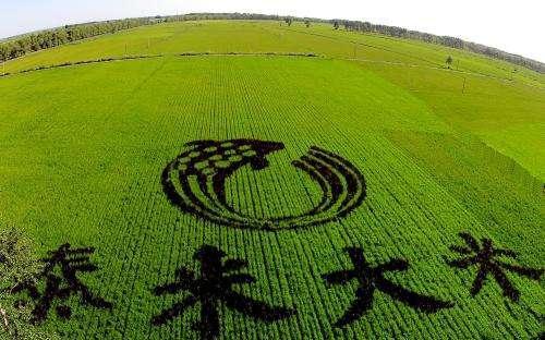 富硒大米怎么吃好(富硒大米吃多了会中毒吗)-硒宝网