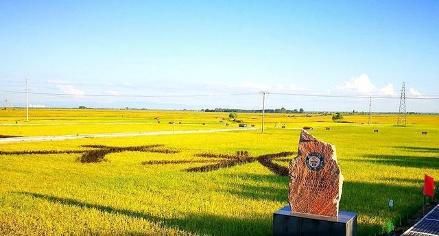 富硒大米怎么吃好(富硒大米吃多了会中毒吗)-硒宝网